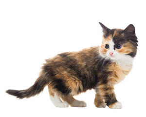 Furry kitten on white background isolate