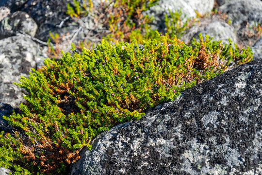 Black crowberry. Flora of the Arctic, berries in the north, vegetation on the stone.
