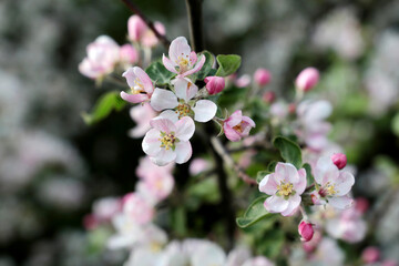 Fototapeta na wymiar Apple blossom, spring flowers with colorful white and pink petals on a branch. Apple tree in orchard on blurred background, soft colors