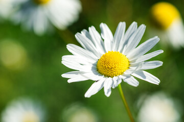 Obraz na płótnie Canvas Close-up of chamomile flower on green nature background. Flower background. Copy space. Soft focus - Image