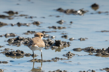 Kentish Plover or Charadrius alexandrinus
