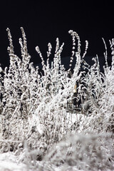 Obraz premium Icy bushes covered with snow