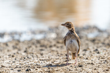 Bimaculated Lark perched on ground