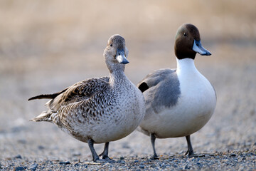 池の岸辺で寄り添うカモのつがい