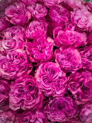 Obraz premium Delicate bouquet of roses close-up, floral background