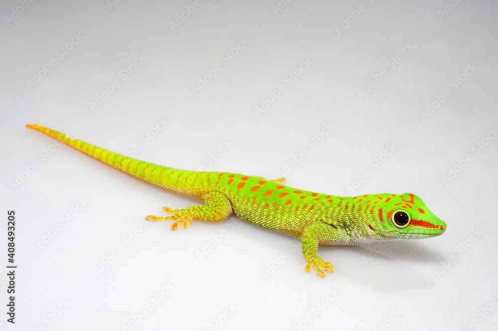 Poster Madagaskar-Taggecko, Jungtier // juvenile Madagascar Day Gecko  (Phelsuma madagascariensis)