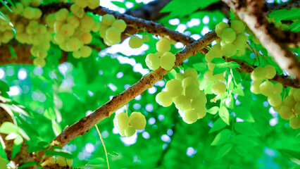 Closeup star gooseberry or Phyllanthus acidus on star gooseberry