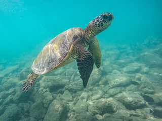 An endangered sea turtle in turquoise blue clear waters of Hawaii swims across the stony seabed