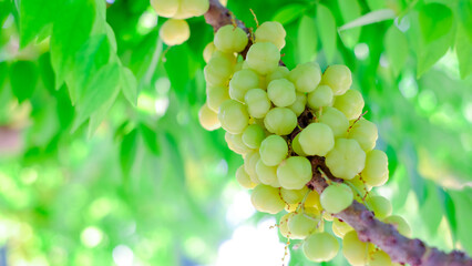 Closeup star gooseberry or Phyllanthus acidus on star gooseberry
