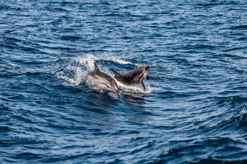 Two dolphins playing around on the rough water surface in the open ocean