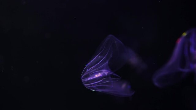 Jellyfish Warty Comb Jelly Mnemiopsis Leidyi 04 4K