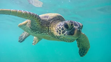 Schilderijen op glas An endangered sea turtle in turquoise blue clear waters of Hawaii © Flying broccoli