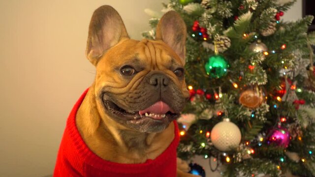 Happy pet dog french bulldog dressed up in festive New year costume, red sweater. Christmas pine spruce smartly decorated tree background. Sincere smile face portrait. Family celebrations. Pedigree
