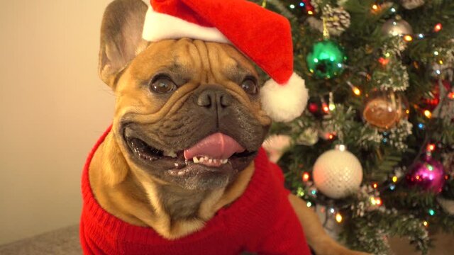 Beloved dog french bulldog happy pet nursling smiling funny dressed in santa claus hat. Elegant decorated spruce. Festive mood, comfort. Christmas New Year mood congratulations. Slowmotion