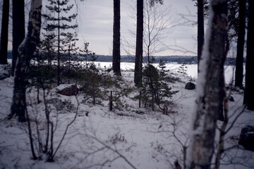 Winter in park-like estate Monrepos. The expanse of the Gulf of Finland in winter. Vyborg, Russia.