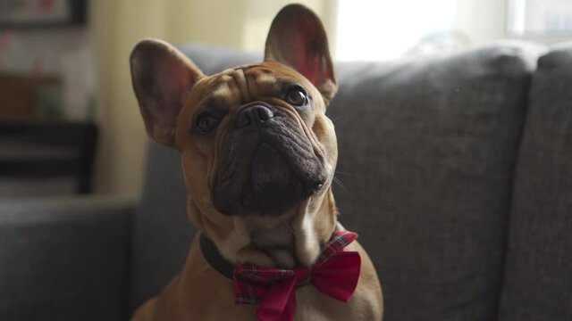 Dog pet, young french bulldog dressed in classic bow tie scaredly looks around while sitting on couch. Allegory metaphor young intern first day at work, trying to figure out what to do, confusion