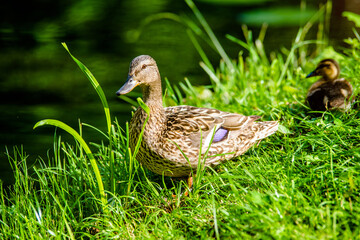 A wild duck stands on the shore of a lake
