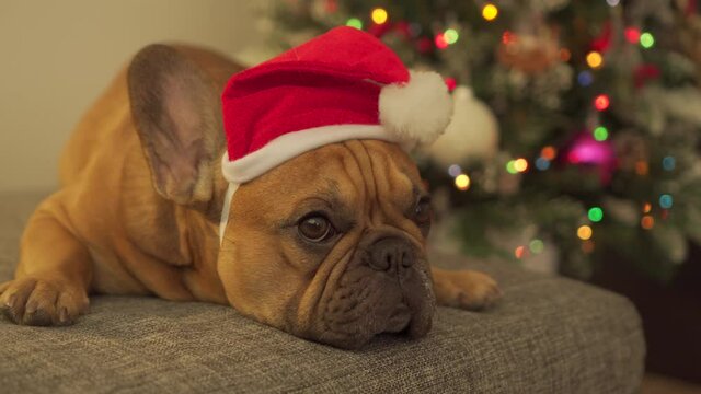 Cute french bulldog dog in new year Santa Claus christmas red cap Funny pet lies on sofa against background of beautiful festive pine tree dressed up. Looks straight into camera sincerely. Celebration