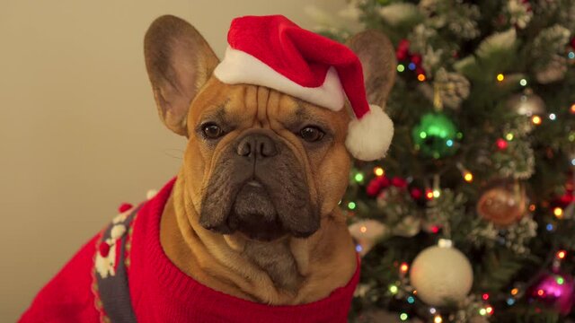Cute dog french bulldog in christmas red santa claus cap costume. Home funny pet in New Year's outfit. Multicolored decorations elegant spruce tree background. Home cozy atmosphere. Holidays happiness