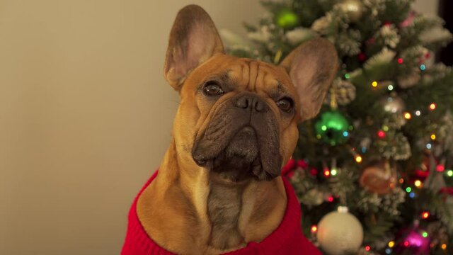 Curious dog french bulldog dressed up in costume sits on sofa decorated Christmas tree background and looks curiously at camera turning his head in different directions. Funny ridiculous pet. New year
