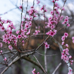 Early spring, close up branches of blossom garden,  gardening concept