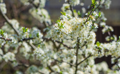 Early spring, close up branches of blossom garden,  gardening concept