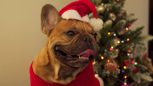 Happy smiling dog french bulldog home pet dressed up in christmas santa claus hat costume sits on background of an elegant decorated pine tree multi-colored lanterns are shining. New Years celebration