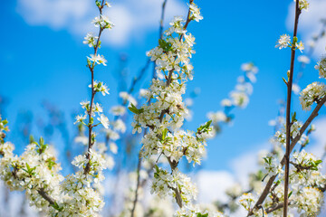 Early spring, close up branches of blossom garden,  gardening concept