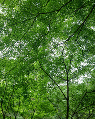 View of tree branch with green leaves in summer for background or wallpaper
