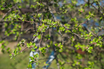 Early spring, close up branches of blossom garden,  gardening concept