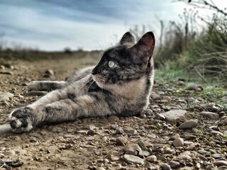 cat on the beach