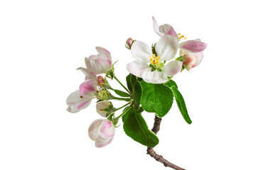 Naklejka na ściany i meble Beautiful apple blossom flower with branch isolated on white background.