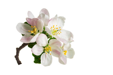 Fototapeta na wymiar Beautiful apple blossom flower with branch isolated on white background.