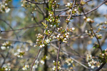 Early spring, close up branches of blossom garden,  gardening concept