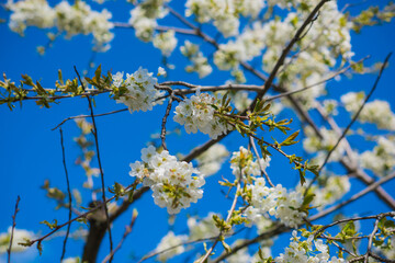 Early spring, close up branches of blossom garden,  gardening concept