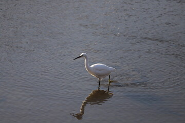 冬の川で歩くコサギ（シラサギの一種）