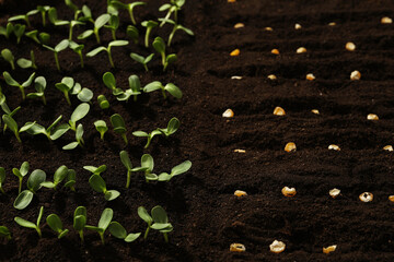 Corn seeds in fertile soil. Vegetables growing