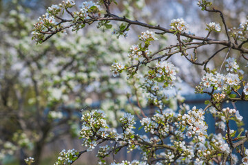 Early spring, close up branches of blossom garden,  gardening concept