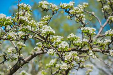 Early spring, close up branches of blossom garden,  gardening concept
