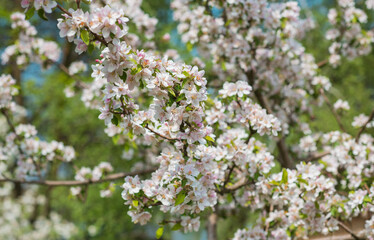 Early spring, close up branches of blossom garden,  gardening concept