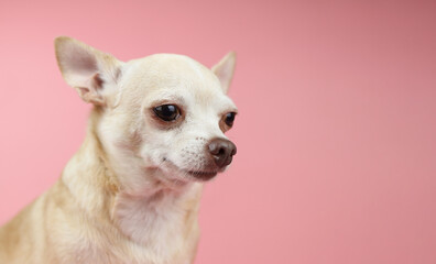  brown Chihuahua dog  head  on pink background, looking away. Pet emotion concept.