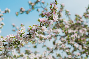 Early spring, close up branches of blossom garden,  gardening concept