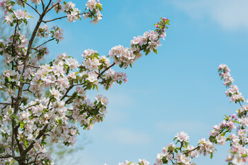 Early spring, close up branches of blossom garden,  gardening concept