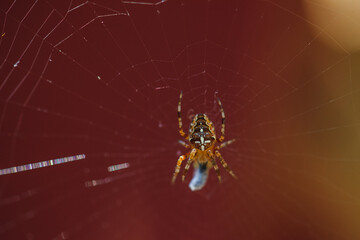 spider on a web caught a bug on a dark background, selective focus