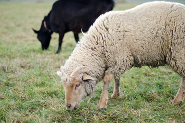 grazing sheep and goat