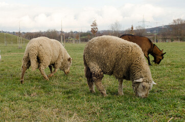 Fototapeta premium Two sheeps and goat grazing in the park
