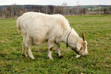 Obraz premium white goat grazes on the grass in the park