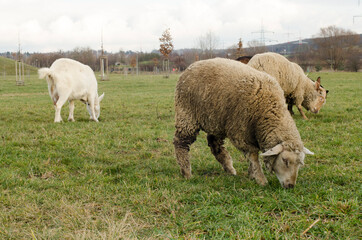 Obraz premium sheeps and goats grazing in the park