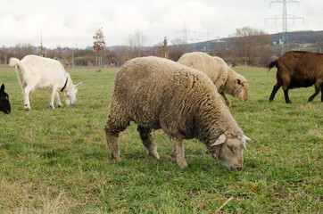 sheeps and goats grazing in grass in the park