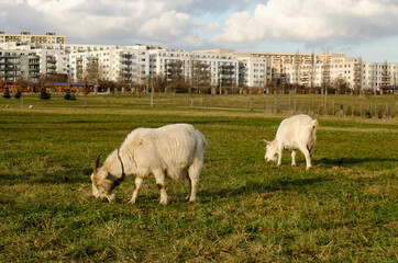 white goats grazing in a park on the outskirts of the city Prague